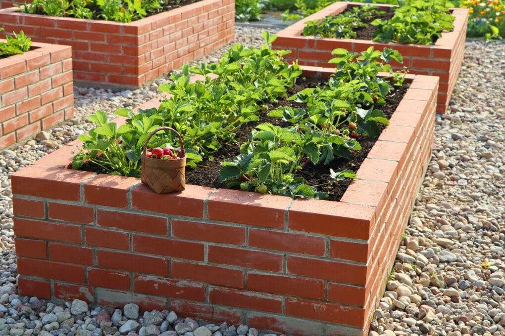 A brick raised garden bed with green plants, including strawberries, thrives in it. A small basket of strawberries is placed on the edge of the garden bed. Pebbles cover the ground around the bed, adding a charming touch to the garden scene. omahagardener.com