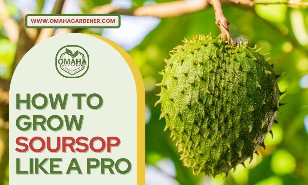 How To Grow Soursop Like A Pro - Unbelievable Results!