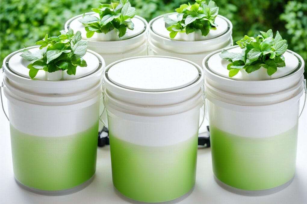 Five white and green hydroponics buckets with leafy green plants growing from them, equipped with air stones for optimal growth, placed on a white surface with a blurred green outdoors background. omahagardener.com