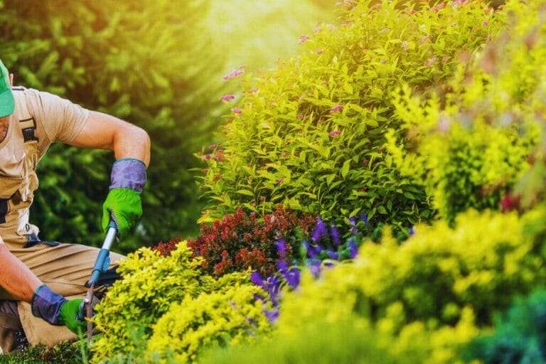 A person wearing gloves and a cap is gardening, trimming plants in a lush, sunlit garden featuring various green and flowering shrubs, highlighting the beauty of low maintenance landscaping. omahagardener.com