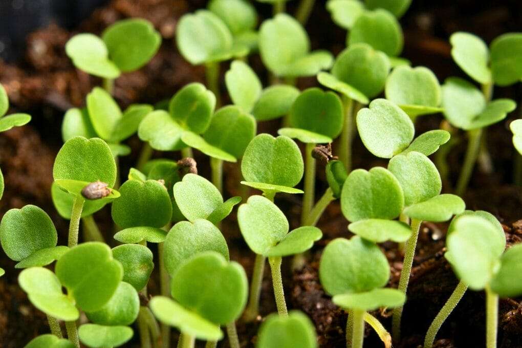 Close-up view of numerous small spinach microgreens with oval leaves sprouting from dark soil. omahagardener.com