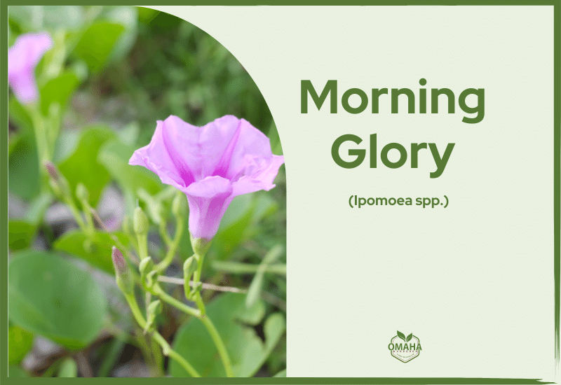 A purple morning glory flower (ipomoea spp.), a fast-growing vine with climbing flowers and foliage in the background, presented on an informational card.