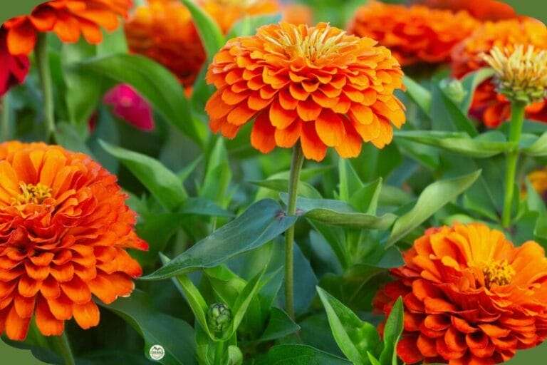 Orange perennial flowers in full bloom surrounded by green leaves in a garden. omahagardener.com