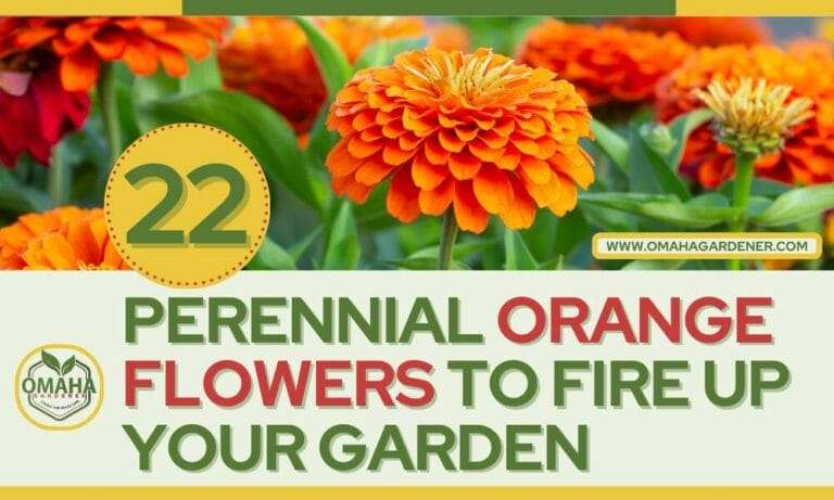 Vibrant orange perennial flowers advertisement by omaha gardener to enhance your garden.