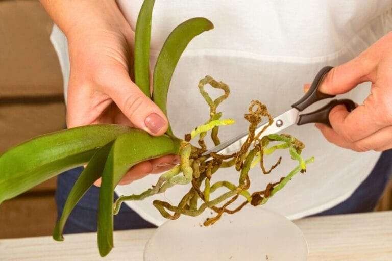 A person cutting the roots of a plant with a pair of scissors. The plant has green leaves, and some brown, possibly dead, slimy roots indicating root rot. omahagardener.com