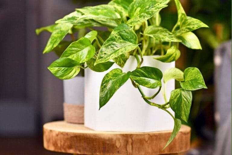 A green pothos plant in a white square planter sits on a round wooden table, showing some brown spots on its leaves. omahagardener.com