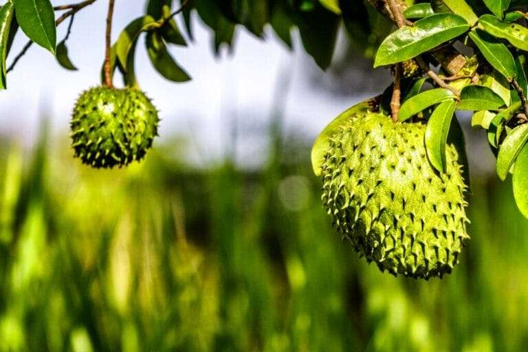 Two soursop fruits hang from a young tree branch, surrounded by green leaves, against a blurred natural background. omahagardener.com