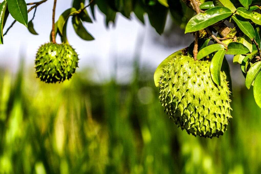 Two soursop fruits hang from a young tree branch, surrounded by green leaves, against a blurred natural background. omahagardener.com