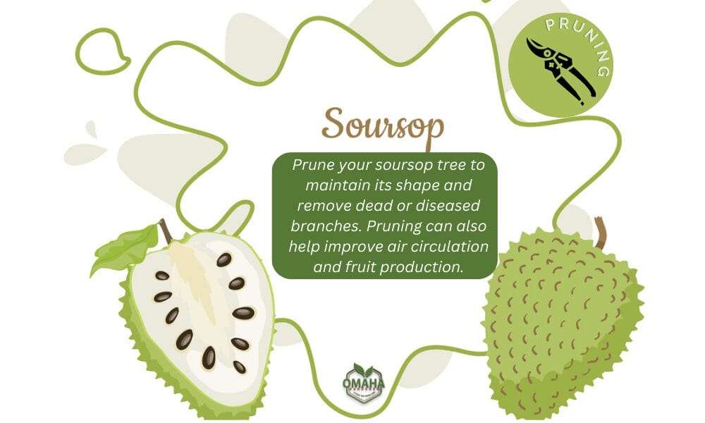 Learn how to grow soursop with a green and white background, featuring a cut fruit.