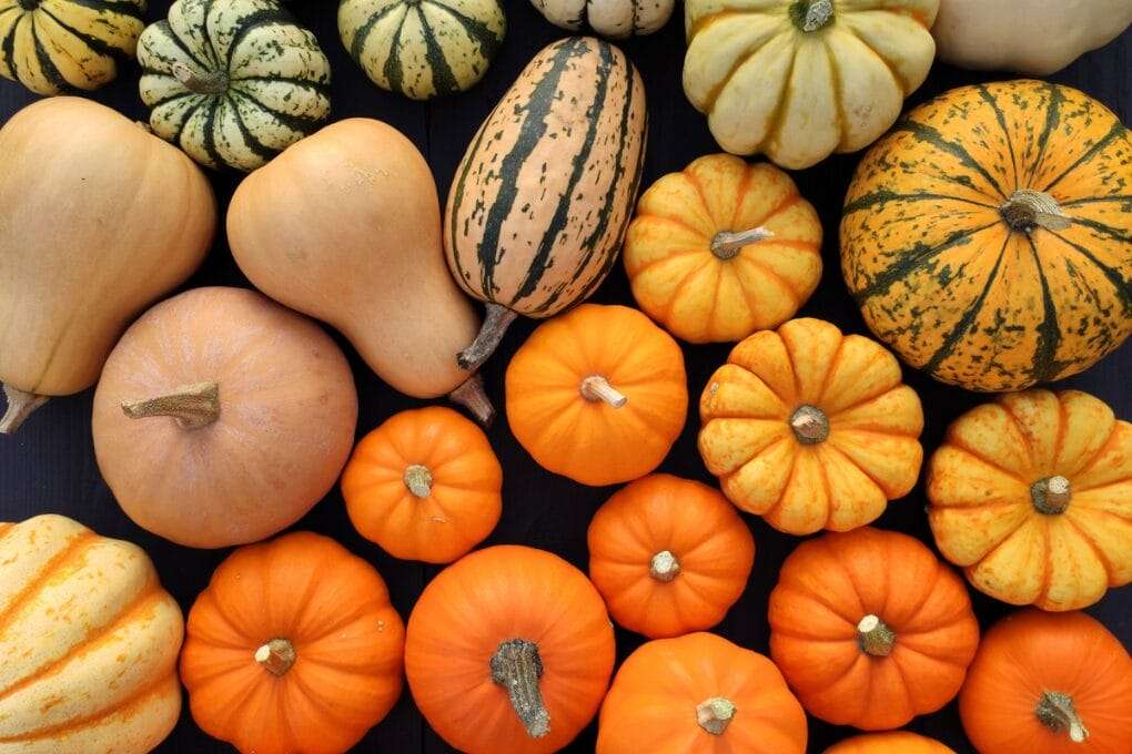 Various types of gourds, pumpkins, and Winter Squash are grouped together, showcasing different shapes, sizes, and colors, including orange, yellow, and green patterns. omahagardener.com