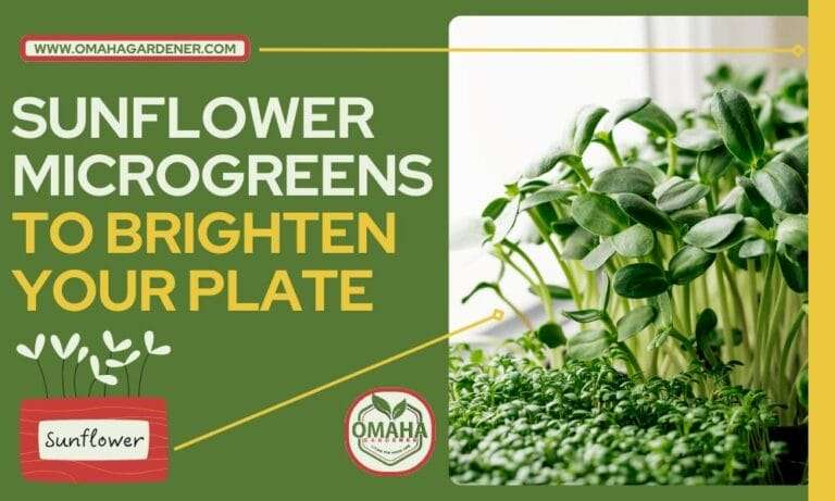 Promotional graphic for omahagardener.com featuring sunflower microgreens with the tagline 'to brighten your plate.'.