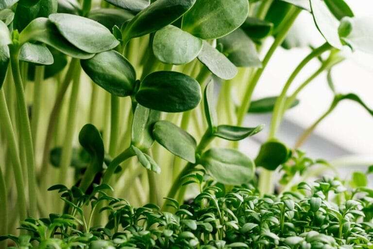 Close-up view of various green microgreens growing densely, featuring both broader leaves and fine, delicate leaves from sunflower microgreens. omahagardener.com