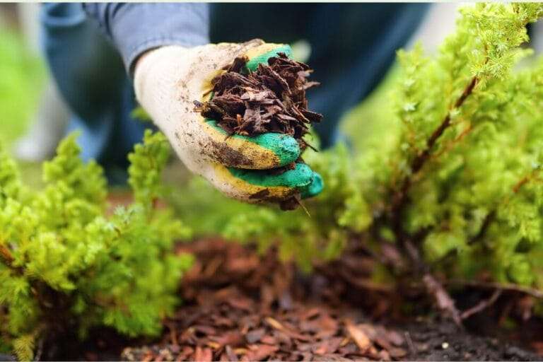 A gloved hand holds organic mulch while planting small evergreen shrubs. omahagardener.com