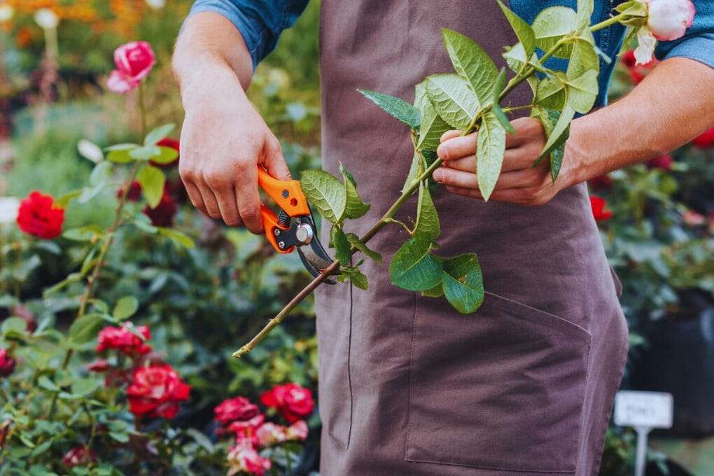 Person wearing a brown apron uses orange pruning shears to cut a rose stem in a garden with several blooming roses in the background, unveiling the power of pruning. omahagardener.com