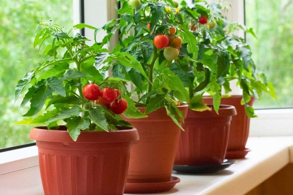 Three potted tomato plants with ripe and unripe tomatoes sit on a windowsill, receiving natural light through the window, showcasing the ease of container gardening. omahagardener.com