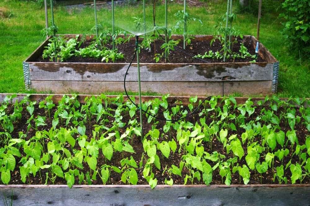 A raised garden bed filled with thriving vegetables.