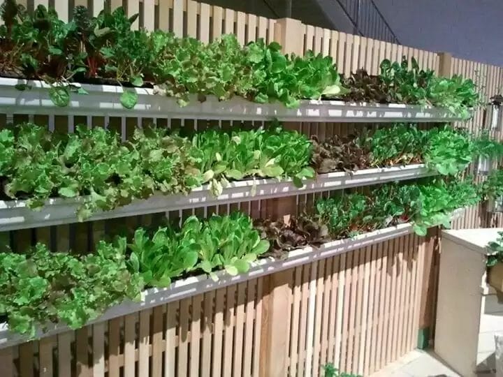 A cheap raised garden bed wall made of plants and fence.