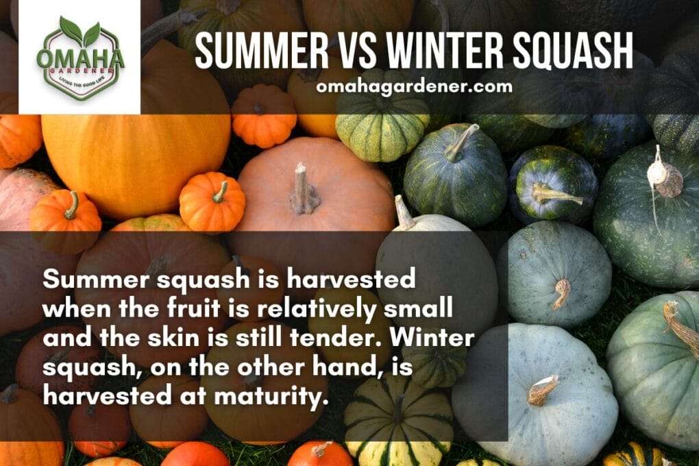 A group of squashes and pumpkins. Summer and Winter Squash