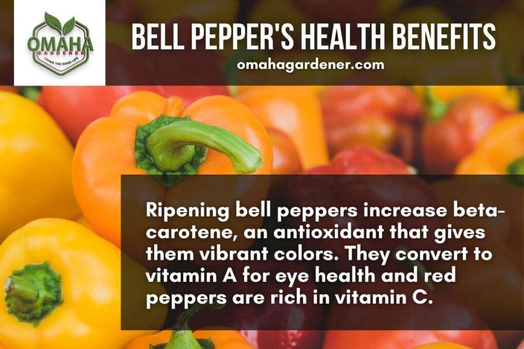 Assorted bell peppers highlighting their health benefits related to vitamin a and c content. Growing Bellpeppers