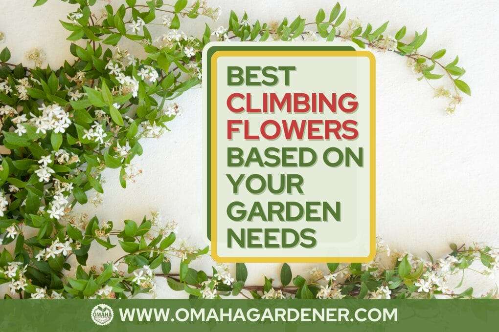 A sign reading "best climbing flowers based on your garden needs" surrounded by blooming white flowers and mustard greens against a white wall. omahagardener.com