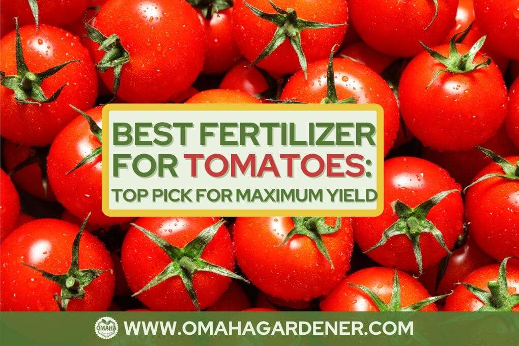 Best fertilizer for tomatoes top pick for maximum yield
