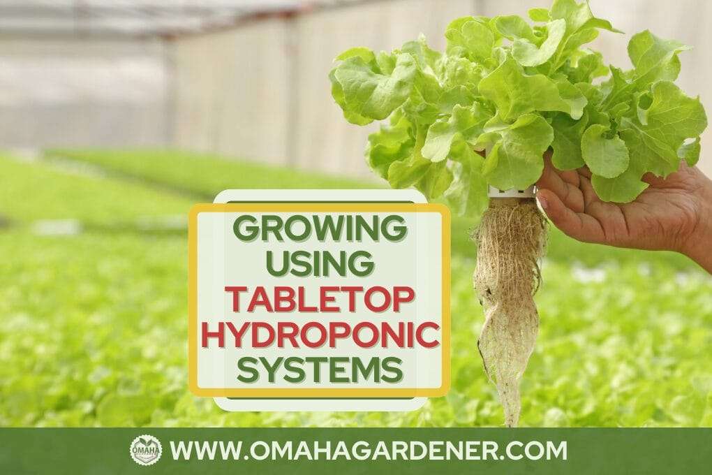 hydroponic plant with growing using tabletop hydroponic systems