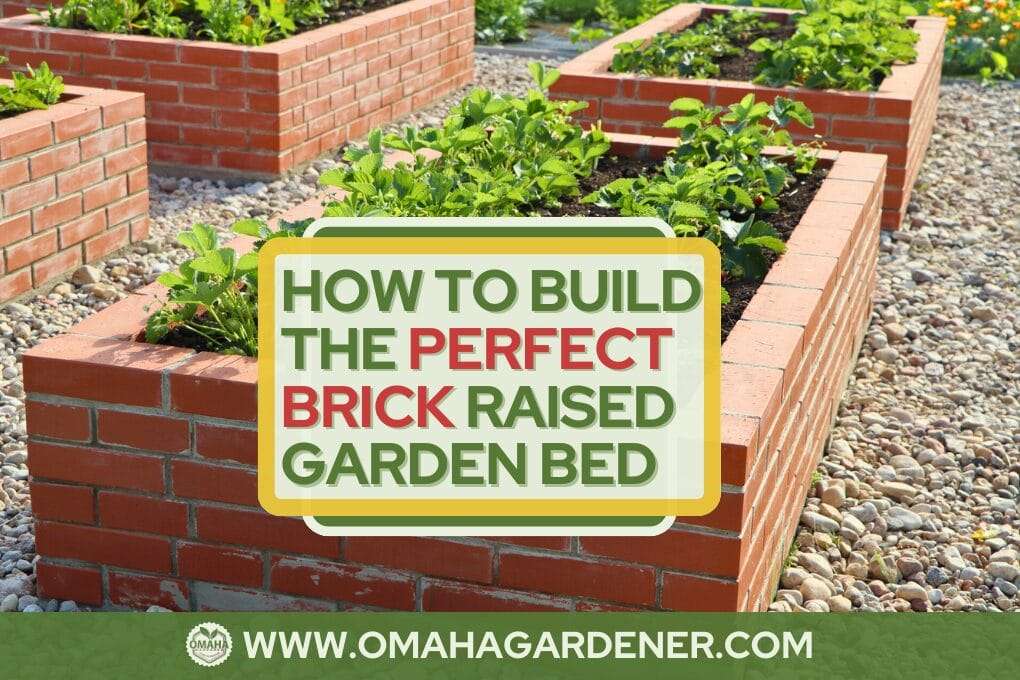 Raised brick garden beds filled with mustard greens in a landscaped garden, with an informational banner on building perfect garden beds. omahagardener.com
