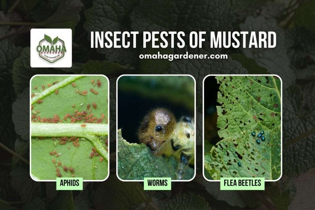 Educational poster titled "insect pests of mustard" featuring images of aphids, worms, and flea beetles on mustard leaves, with omaha gardener logo at top.
