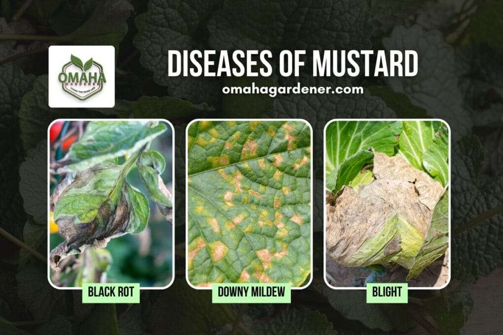 Graphic showing three common diseases of mustard plants: black rot, downy mildew, and blight, with affected leaf close-up images for each disease. mustard greens
