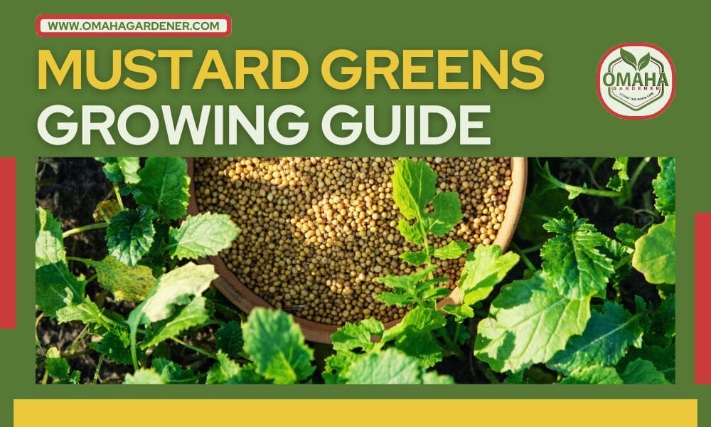 Guide titled "mustard leaves growing guide" featuring a bowl of mustard seeds and lush mustard green plants, with omahagardener logo at the top. omahagardener.com