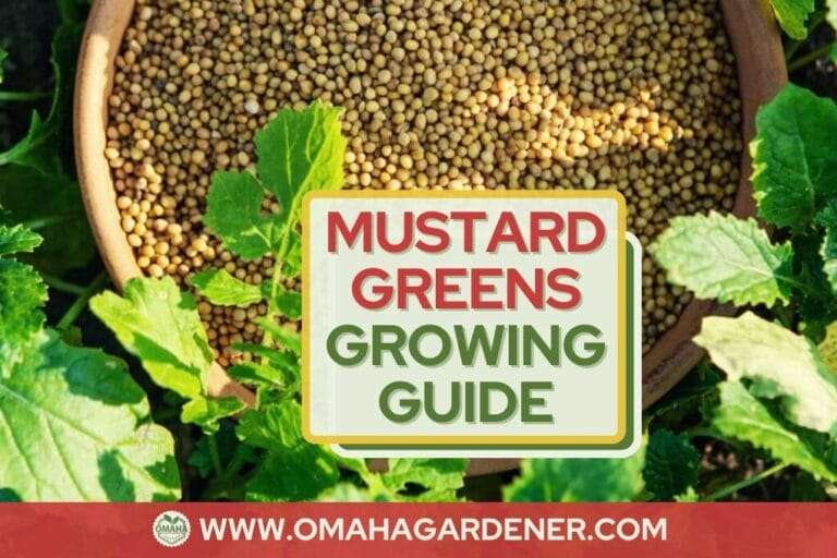 A wooden bowl filled with mustard seeds on soil next to mustard leaves plants, overlayed with a text label "mustard greens growing guide" and the url "www.omahagardener.com. omahagardener.com