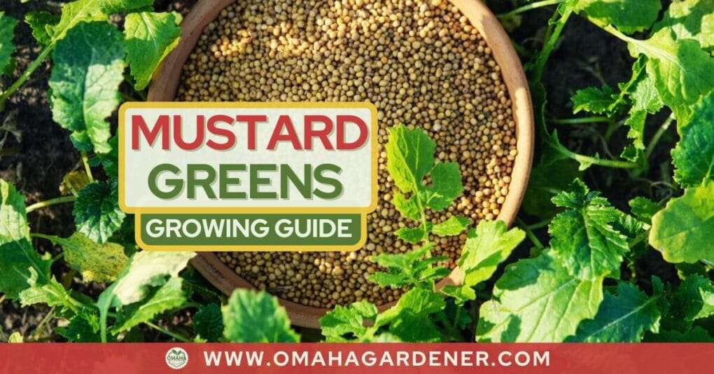 A promotional image for a mustard leaves growing guide, featuring a bowl of mustard seeds inset on a backdrop of lush mustard leaves, with text and website logo. omahagardener.com