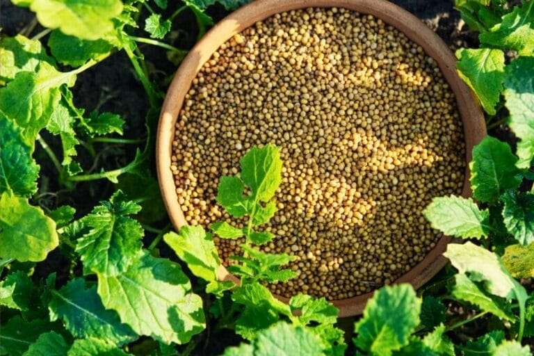 A bowl filled with mustard seeds is placed among lush mustard greens in a garden setting. omahagardener.com