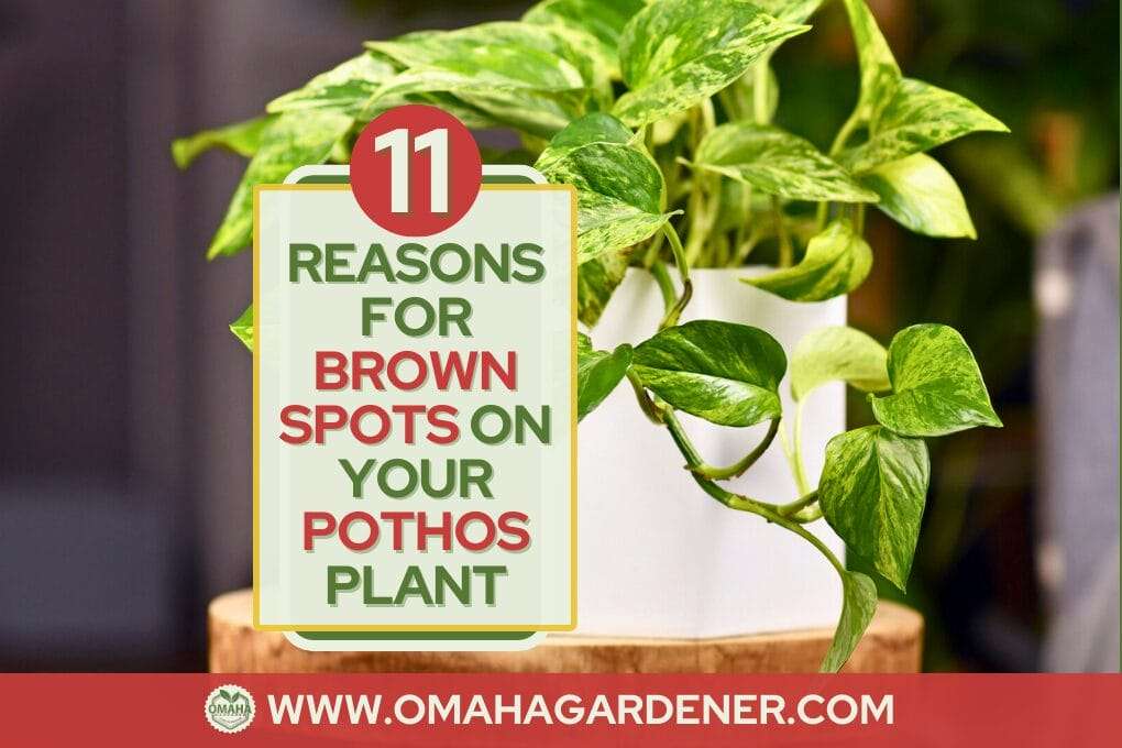 A leafy pothos plant with a white pot on a wooden stand, featuring a digital overlay with text: "11 reasons for brown spots on your pothos plant" from omahag omahagardener.com