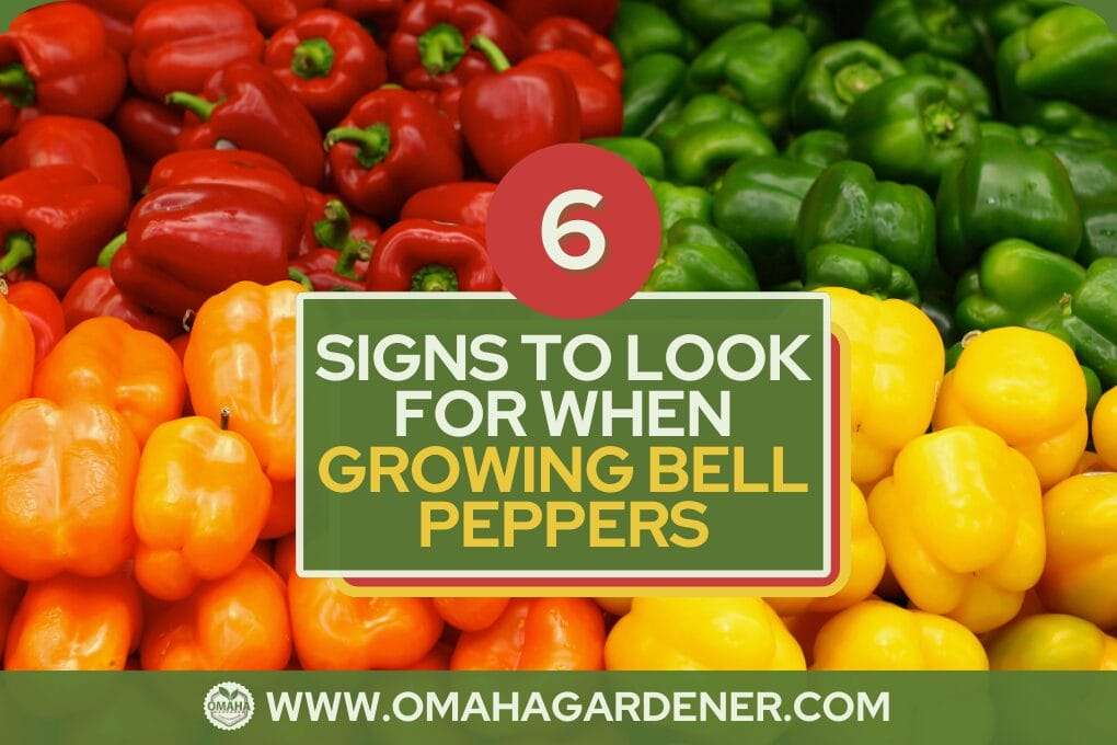 Assorted red, orange, and green bell peppers with mustard greens in the background and a text overlay titled "6 signs to look for when growing bell peppers" from omahagardener.com. omahagardener.com