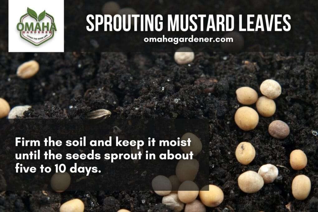 Mustard seeds scattered on soil, text overlay about sprouting mustard leaves and maintaining moist soil, with "omaha" and website displayed.