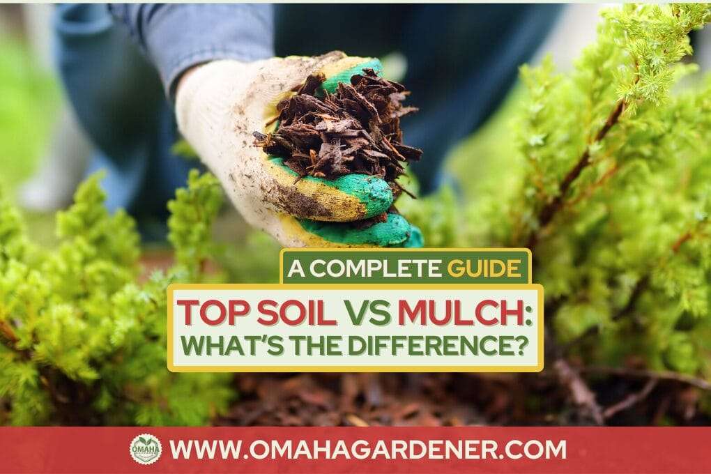 Top Soil Vs Mulch What’s The Difference? A Complete Guide