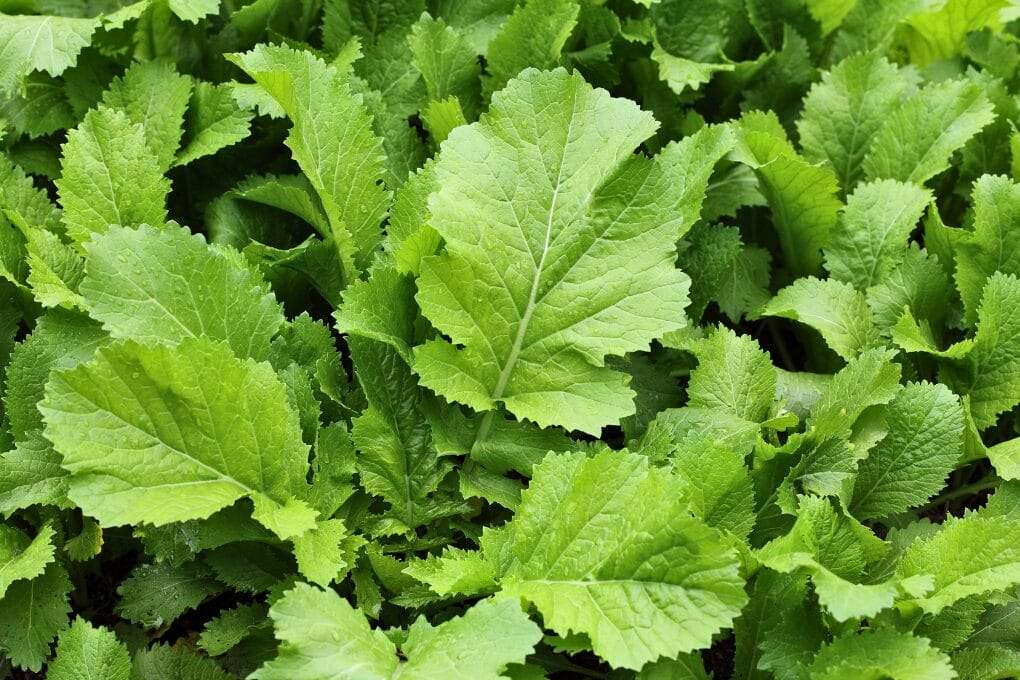 A dense cluster of fresh, green mustard greens grows in a garden. The jagged-edged mustard leaves and prominent veins create a lush, vibrant texture throughout the image. omahagardener.com