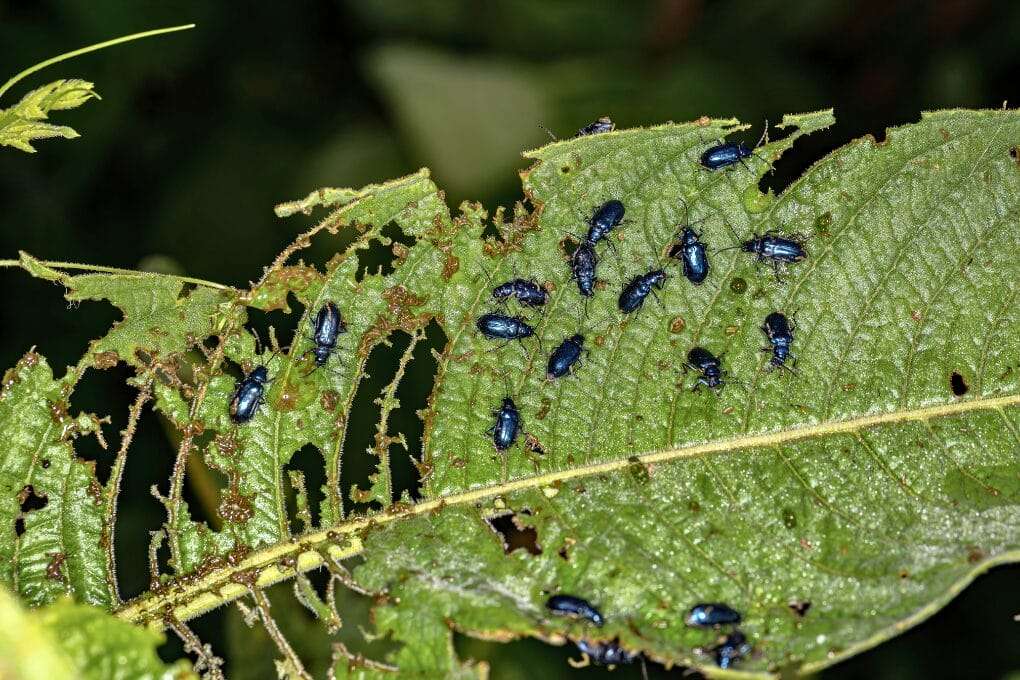 A group of shiny blue beetles crawls on a large mustard greens leaf that has been heavily eaten, showing many holes and ragged edges, with a blurry green background. omahagardener.com