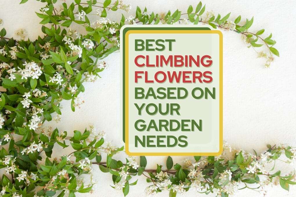 Best Climbing Flowers Based on Your Garden Needs no og
