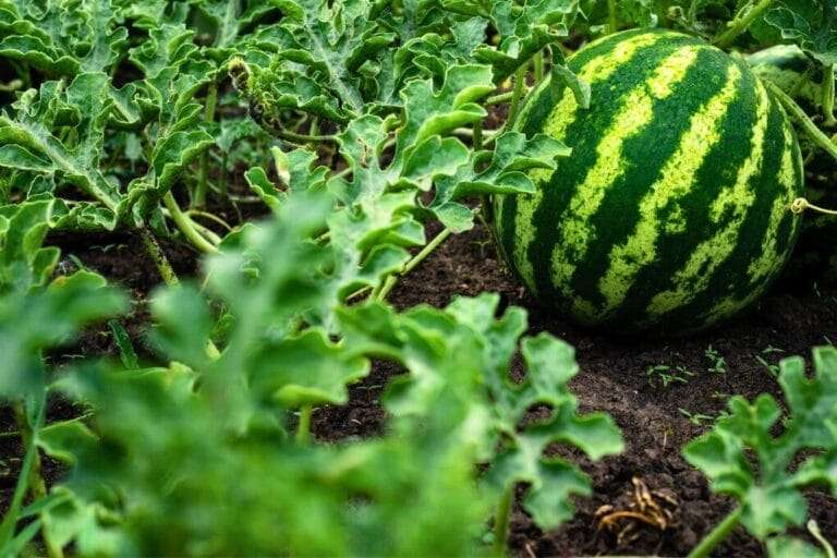A large green watermelon with dark stripes sits among leafy vines in a garden, thriving alongside the best companion plants you can grow with watermelon. omahagardener.com
