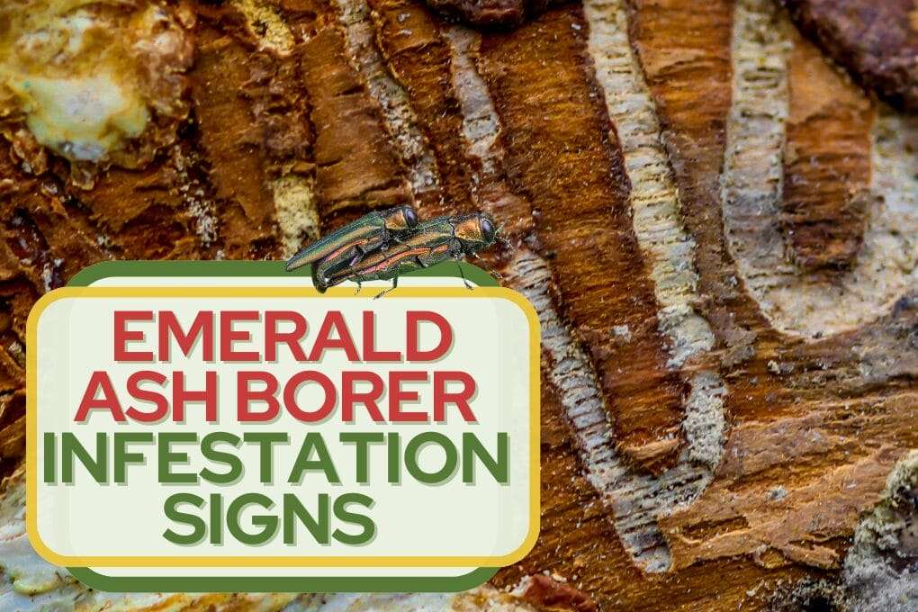 Emerald Ash Borer Infestation SignS 2