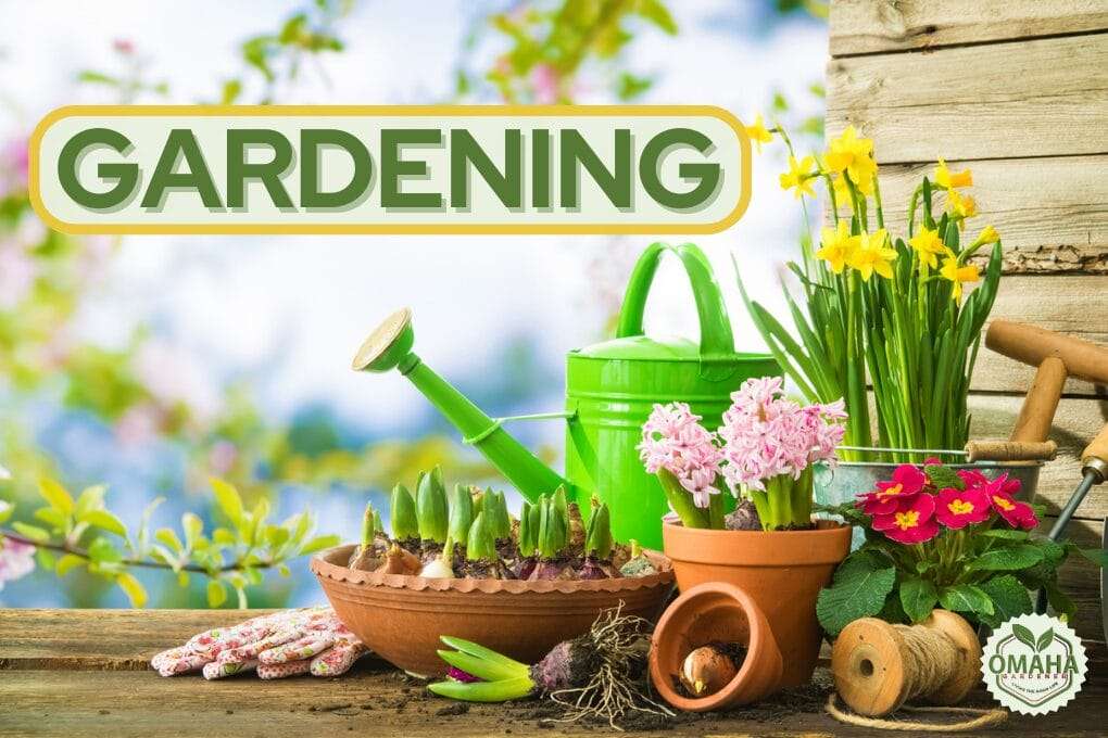 Gardening tools and potted plants, including daffodils, hyacinths, and primroses, are arranged on a wooden surface. A green watering can and gardening gloves are also visible. Text reads "GARDENING. omahagardener.com