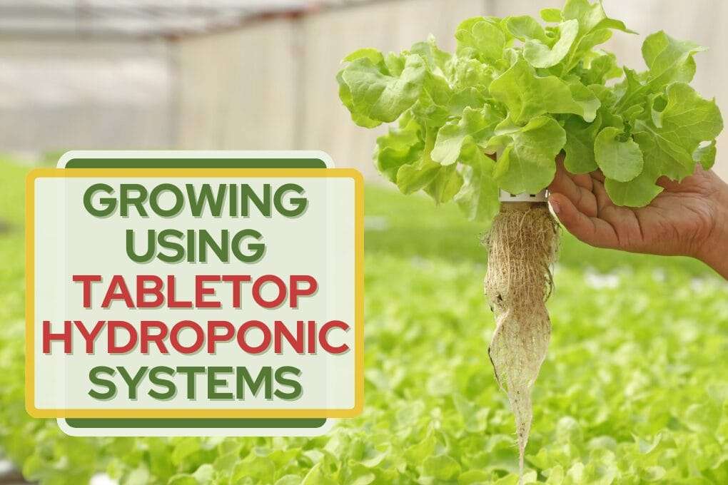 Growing Using Tabletop Hydro﻿ponic Systems no og