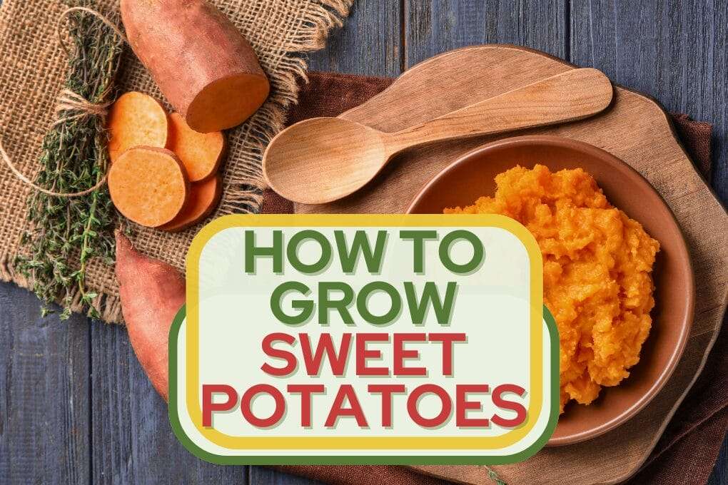 Digging Deep: How To Grow Sweet Potatoes 1 HOW TO GROW SWEET POTATOES no og