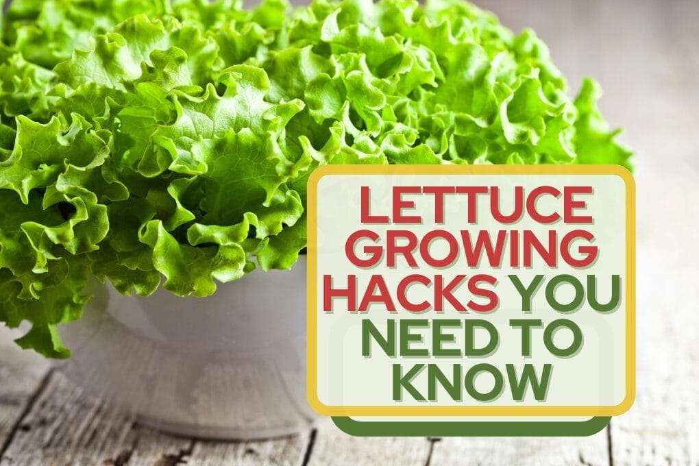 Lettuce Growing Hacks YOU Need to Know no og