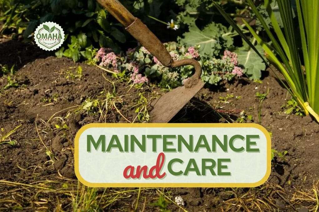 A gardening hoe digs into soil near green plants and flowers. The text overlay reads "MAINTENANCE and CARE" in bold letters. The Omaha logo is in the top left corner. omahagardener.com