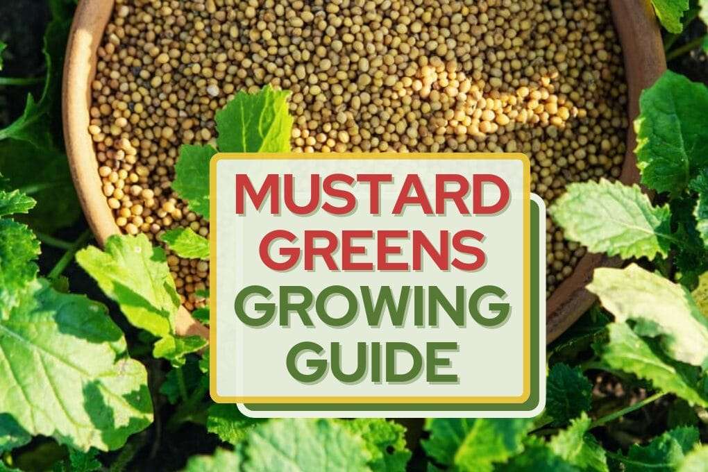 A bowl of mustard seeds sits among fresh mustard greens and leafy mustard leaves. Overlaid text reads, “MUSTARD GREENS GROWING GUIDE.”. omahagardener.com