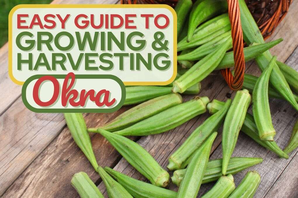 Okra no og