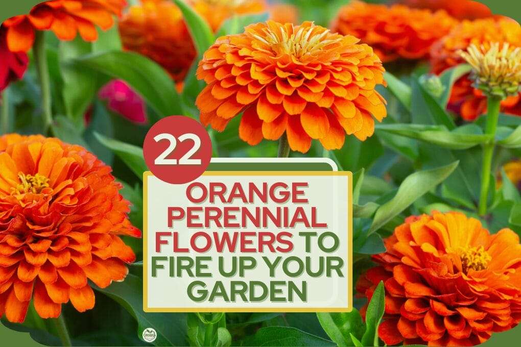 Or﻿ange Perennial Flowers to Fire Up Your Garden no og